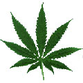http://www.e-llico.com/img/cannabis.jpg